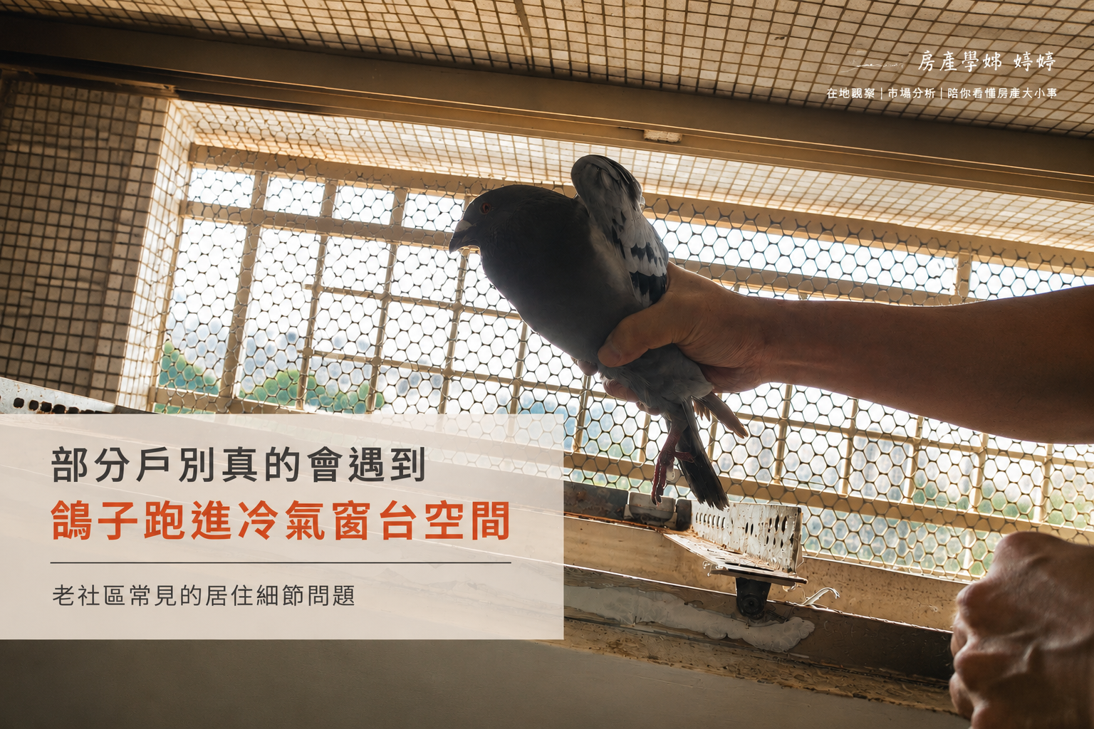 alt="大林國宅鴿子跑進冷氣窗台空間,老社區常見鴿子問題實景"